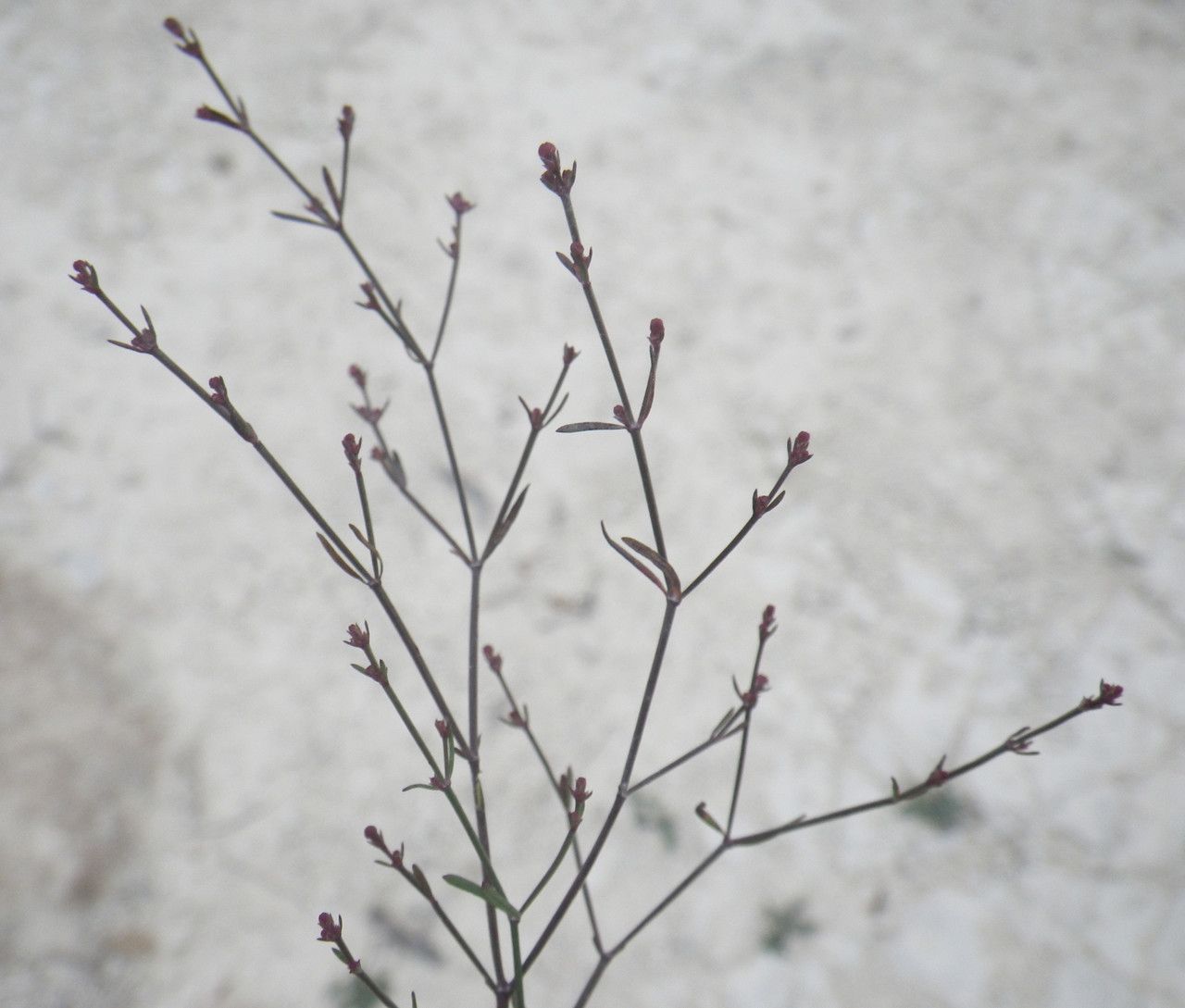 Asperula cypria flower