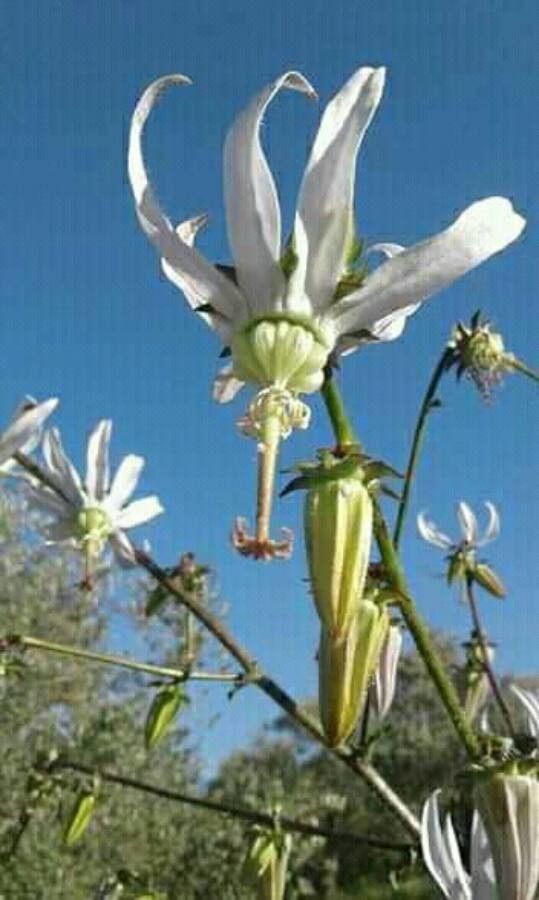 Michauxia campanuloides — search result for 'Israel'