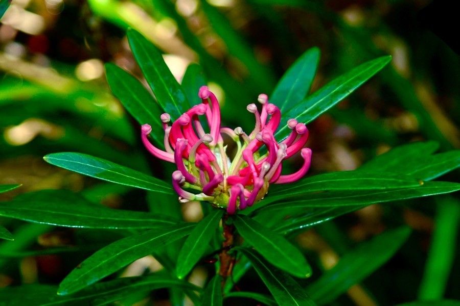 Telopea mongaensis — related species from the same genus