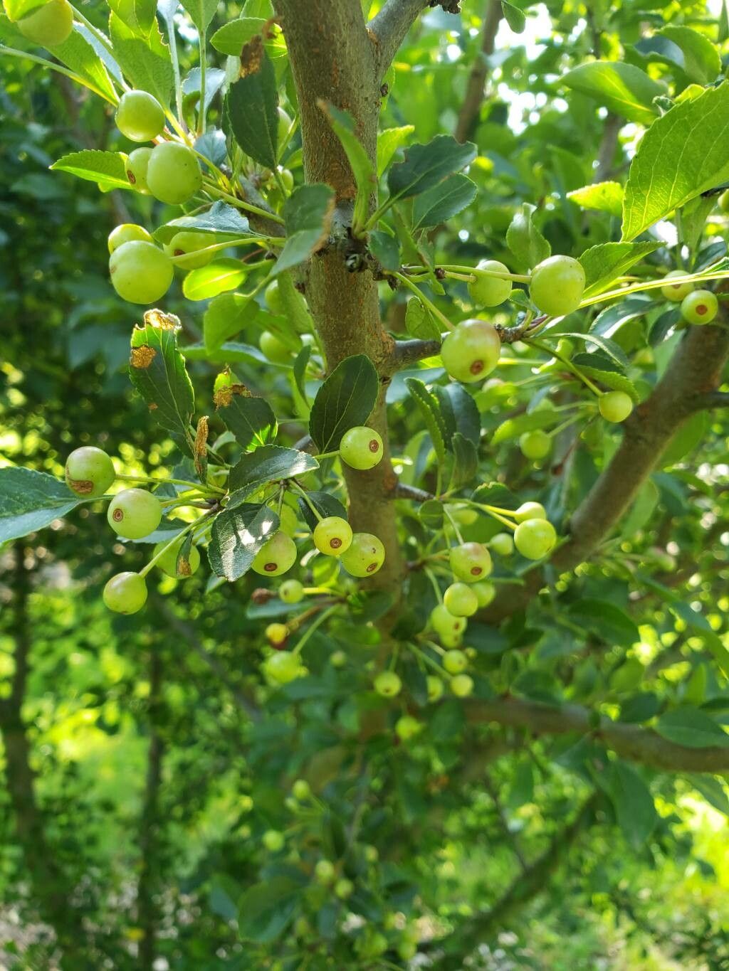 Malus spontanea fruit