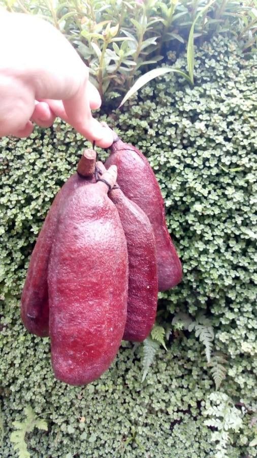 Hymenaea courbaril fruit