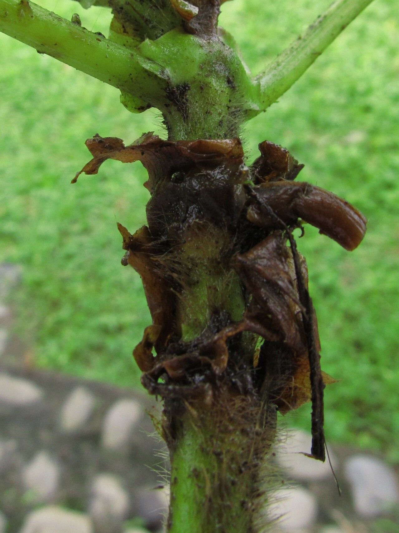 Sabicea urbaniana bark