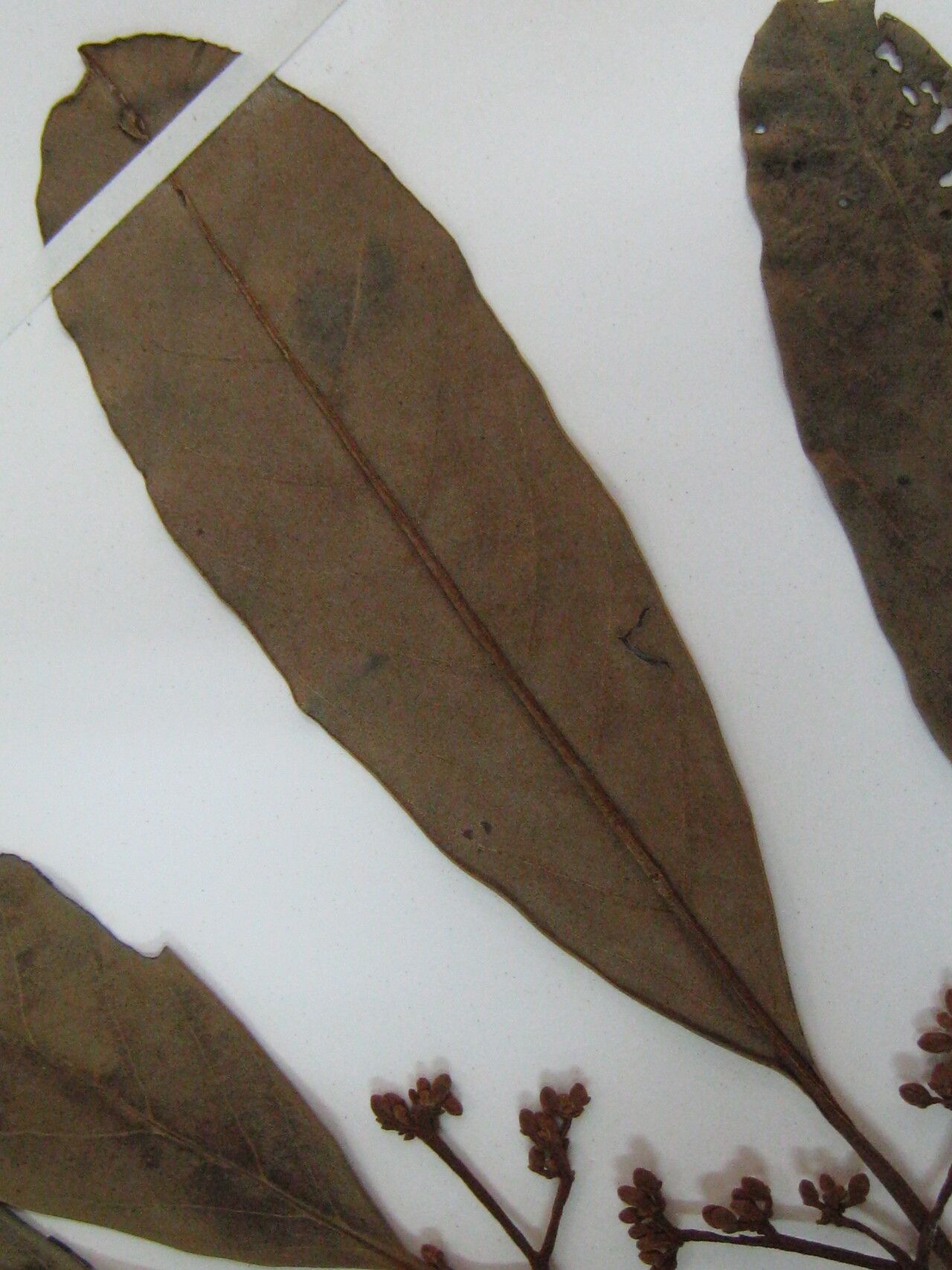 Osteophloeum platyspermum other