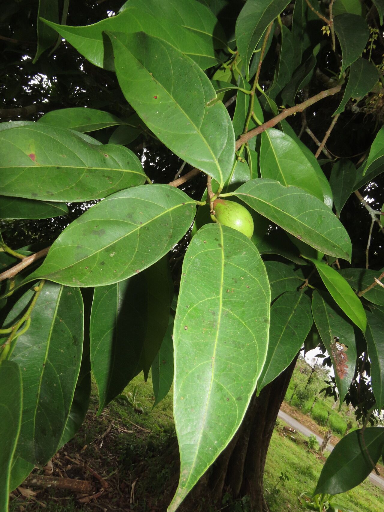 Pouteria izabalensis — search result for 'Belize'