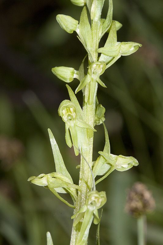 Platanthera sparsiflora — search result for 'Platanthera'