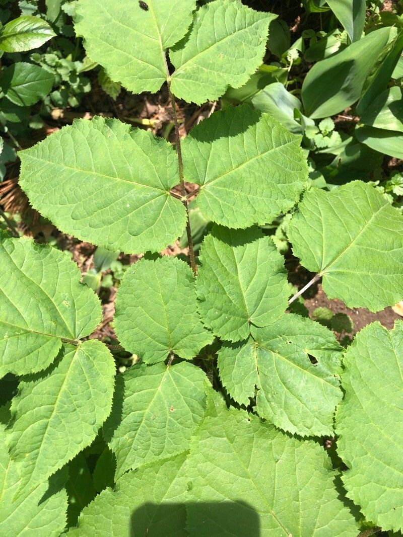 Aralia racemosa