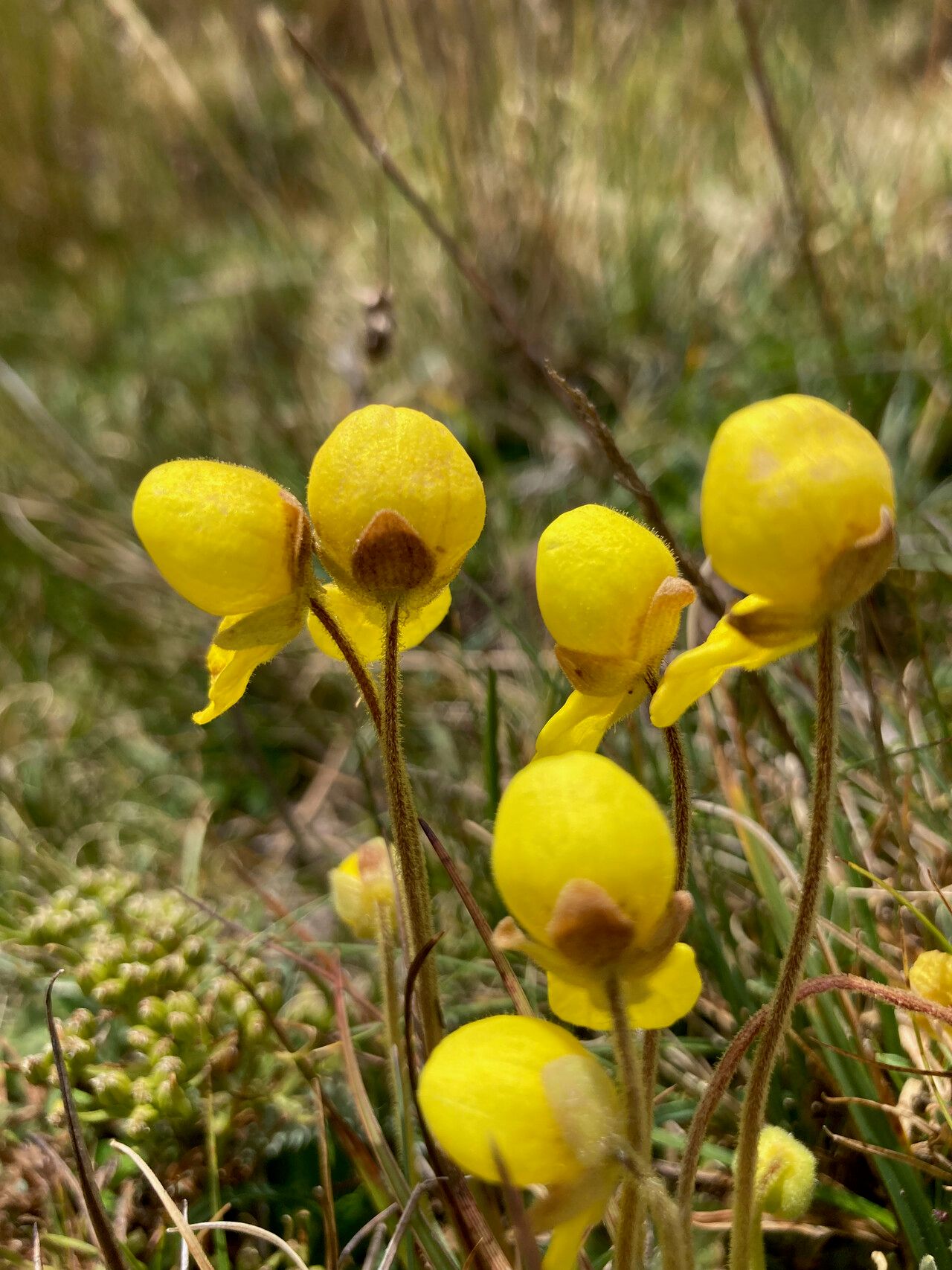 Calceolaria scapiflora flower