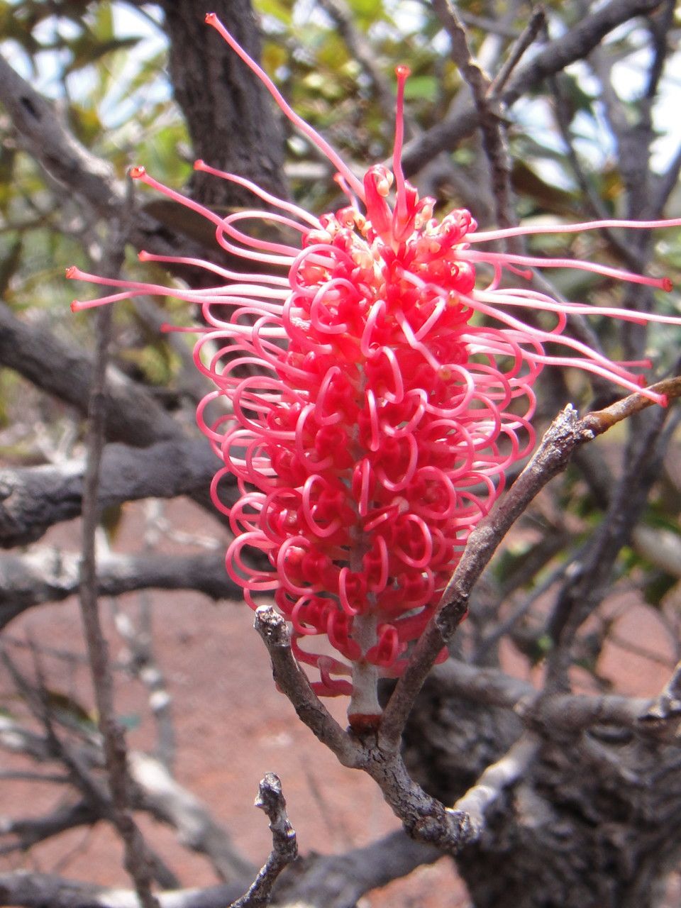 Grevillea gillivrayi flower