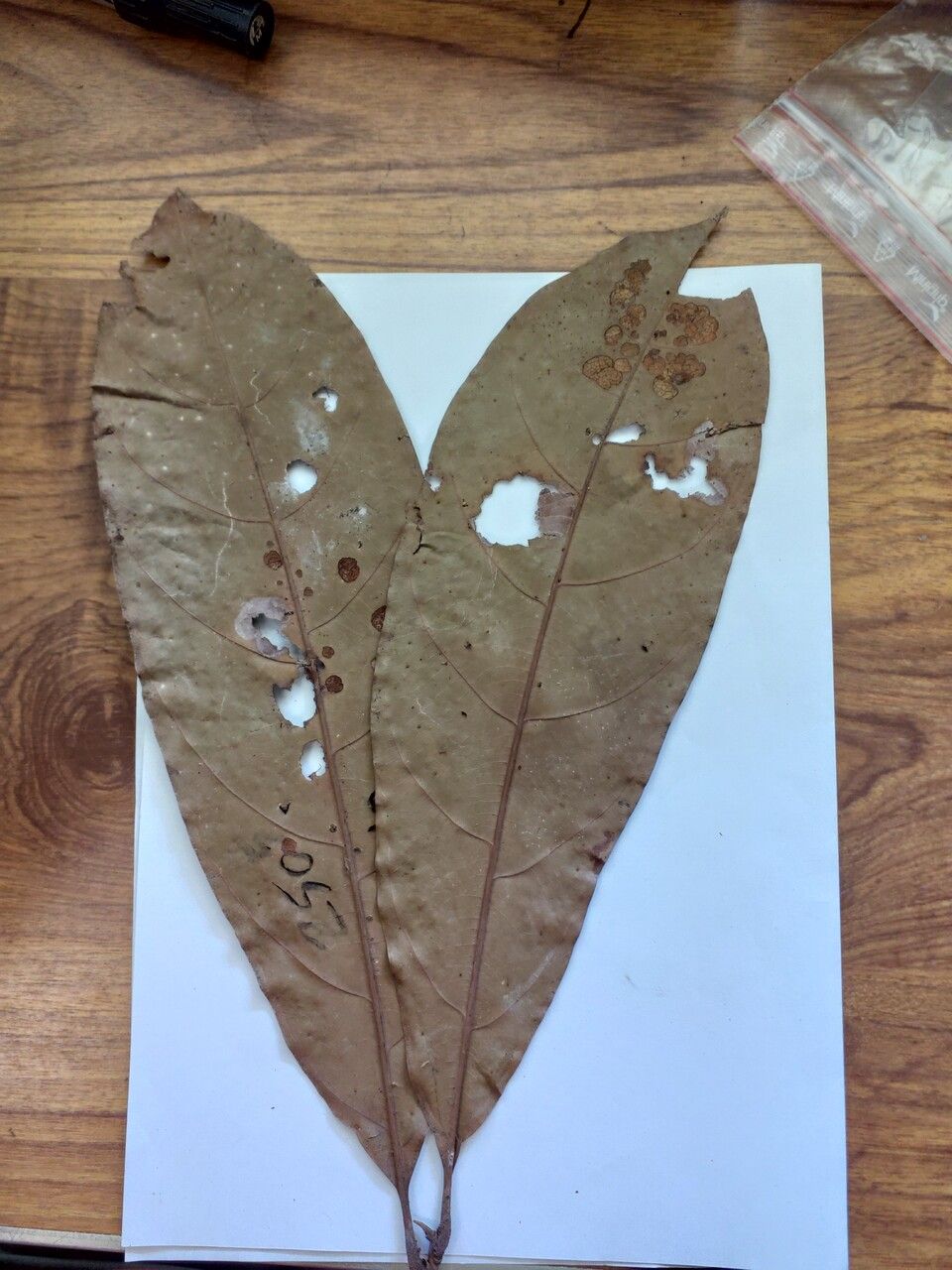 Licania heteromorpha leaf