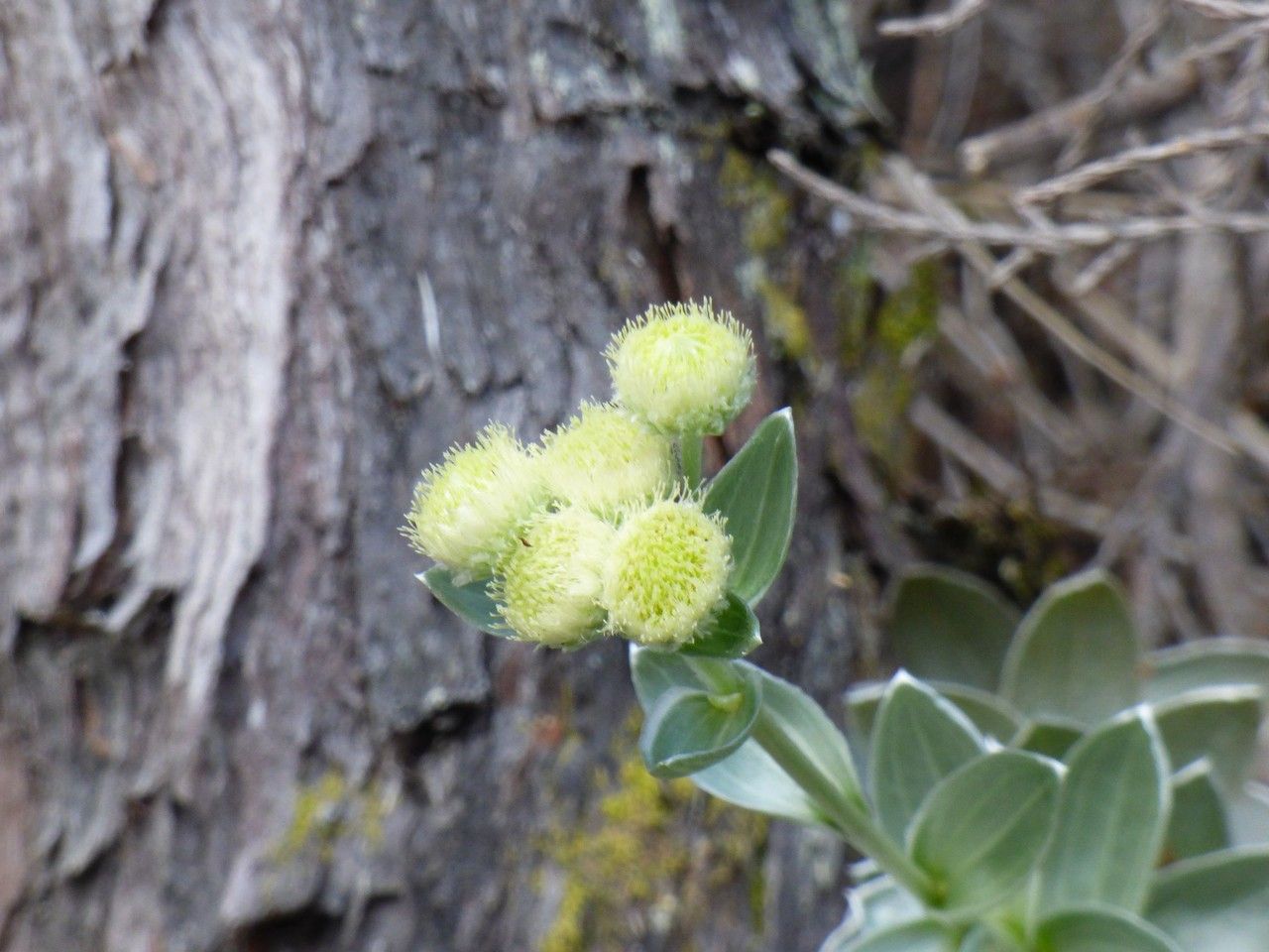 Psiadia argentea flower