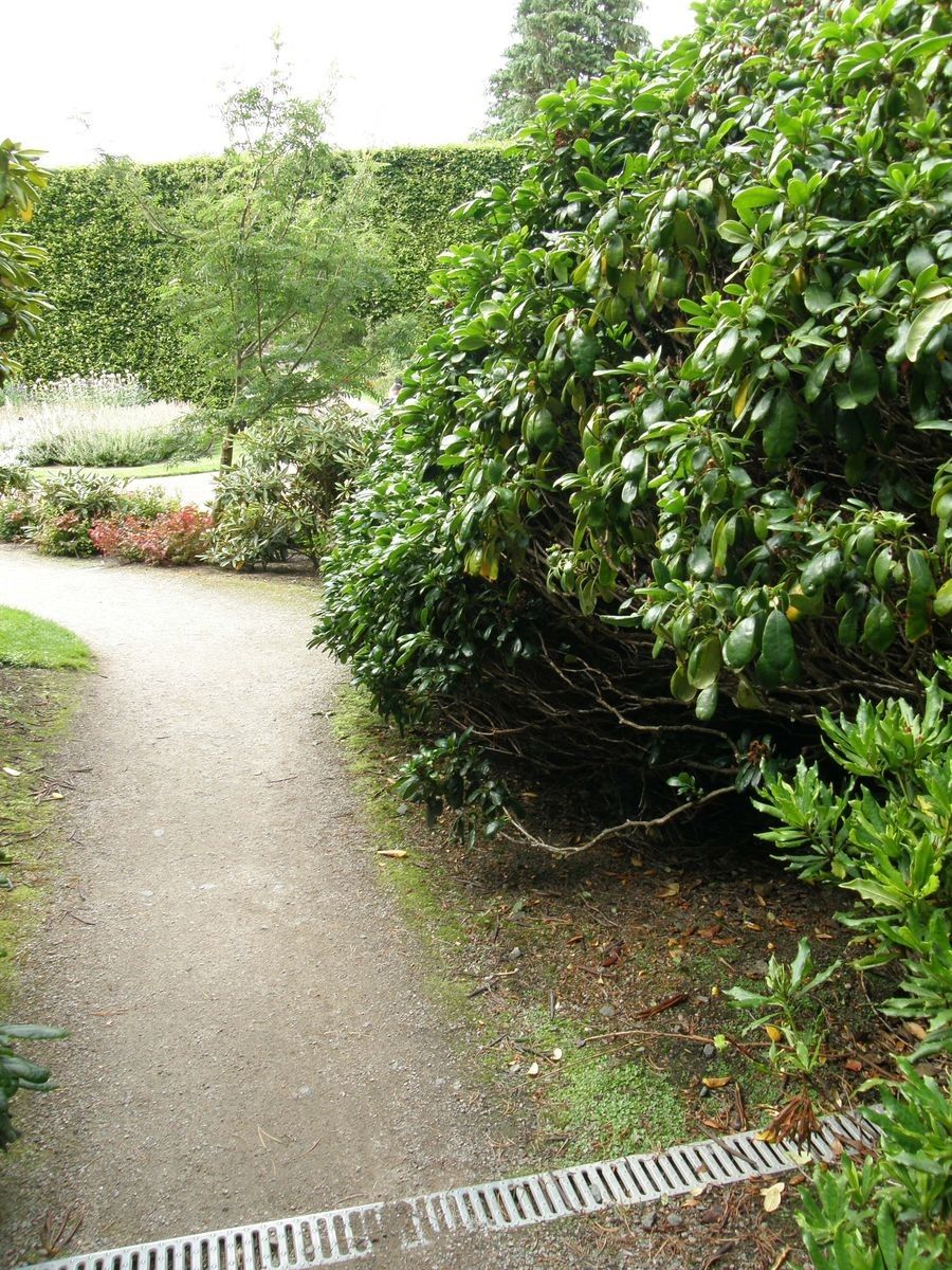 Rhododendron catacosmum bark