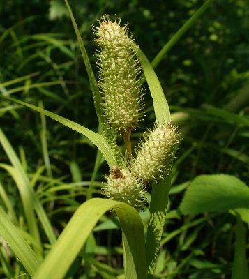 Carex typhina — houseplant care guide