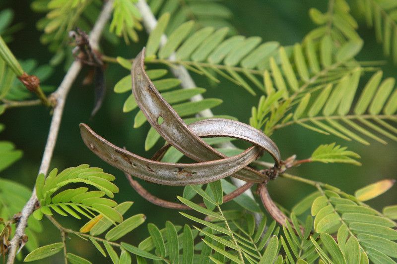 Calliandra surinamensis fruit