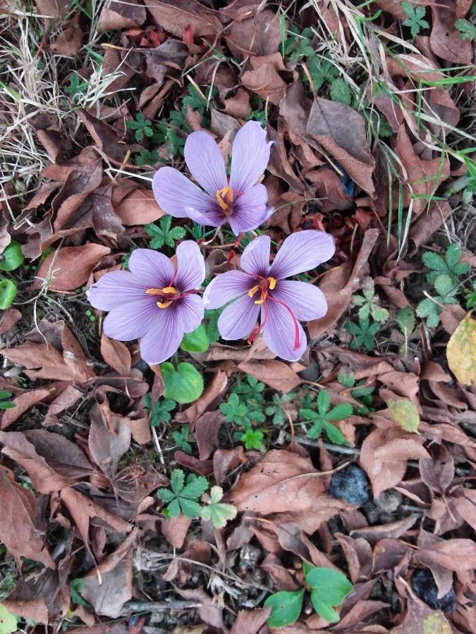 Crocus sativus flower