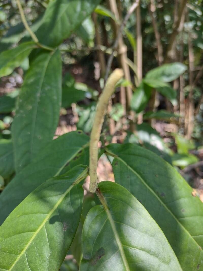 Piper arboreum flower