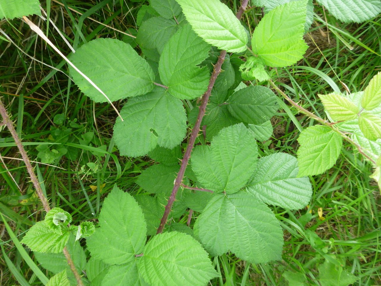 Rubus horrefactus other