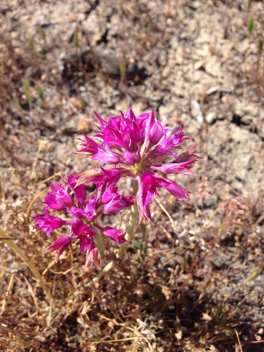 Allium crispum flower