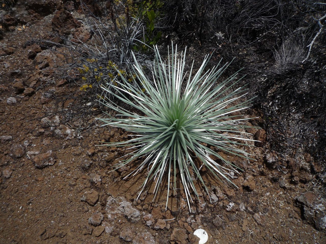 Argyroxiphium sandwicense habit