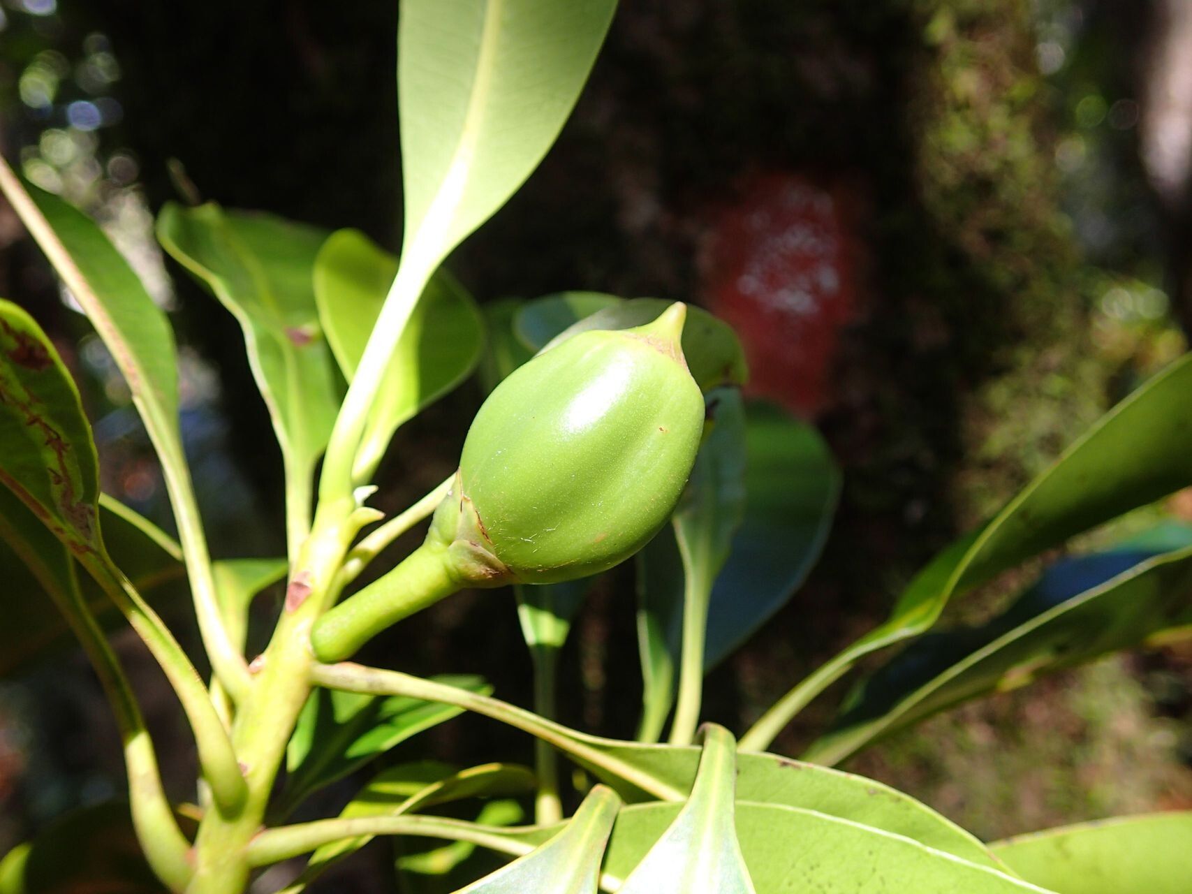 Planchonella endlicheri fruit