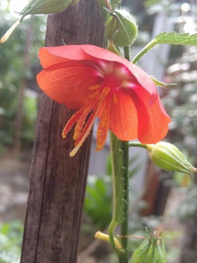 Pentapetes phoenicea flower