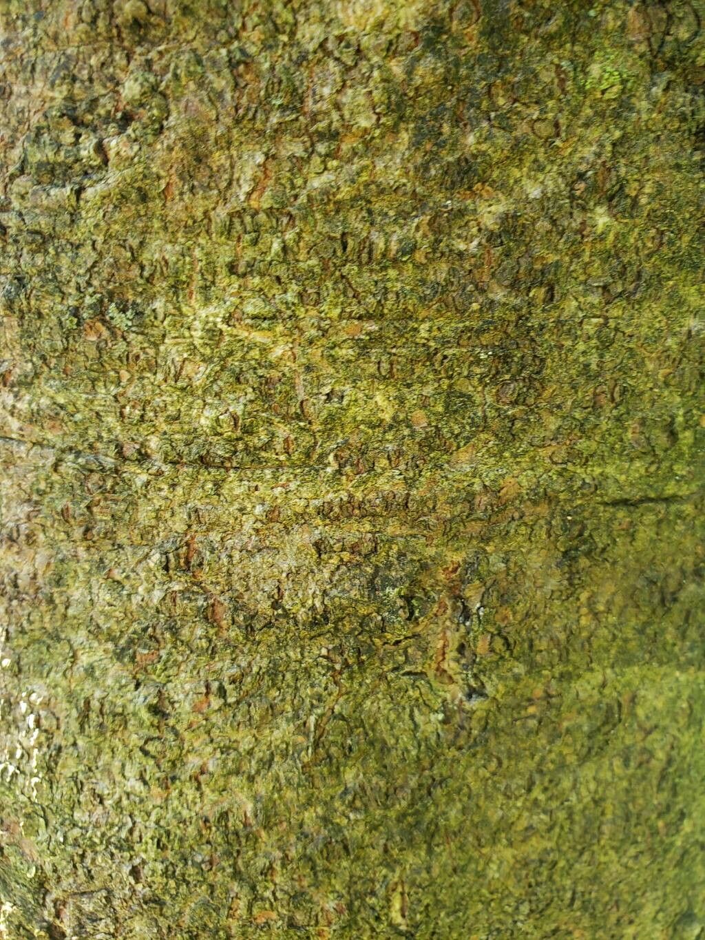 Abies squamata bark