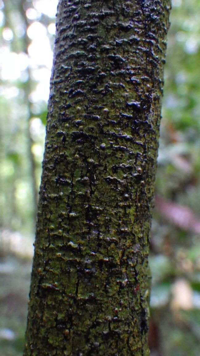 Strychnos elaeocarpa — houseplant care guide