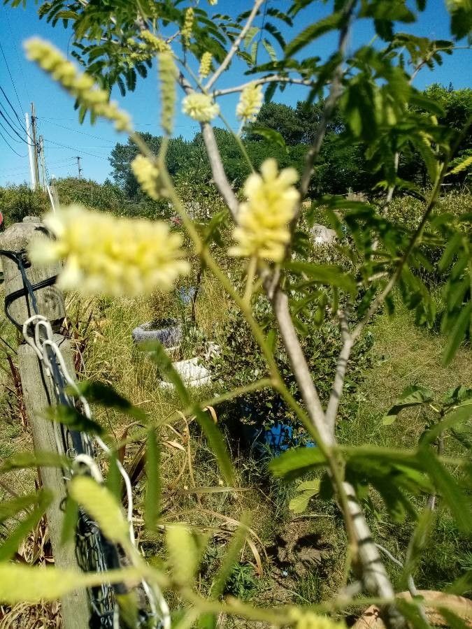 Acacia angustissima flower