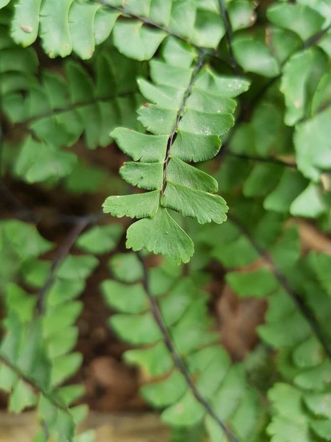 Adiantum pedatum leaf