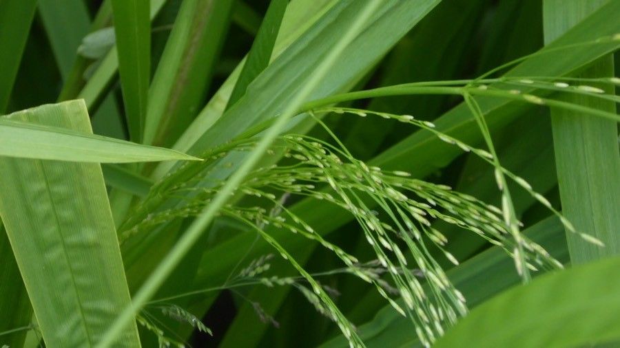 Panicum dichotomiflorum leaf