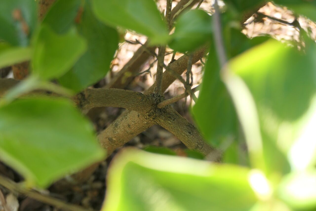 Rhododendron amagianum bark