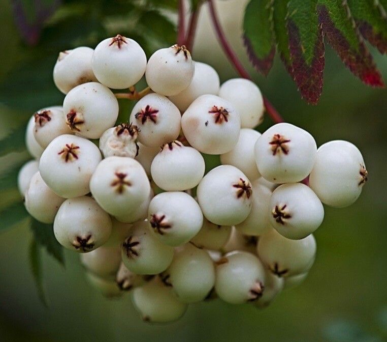 Sorbus cashmiriana — search result for 'Himalayas'