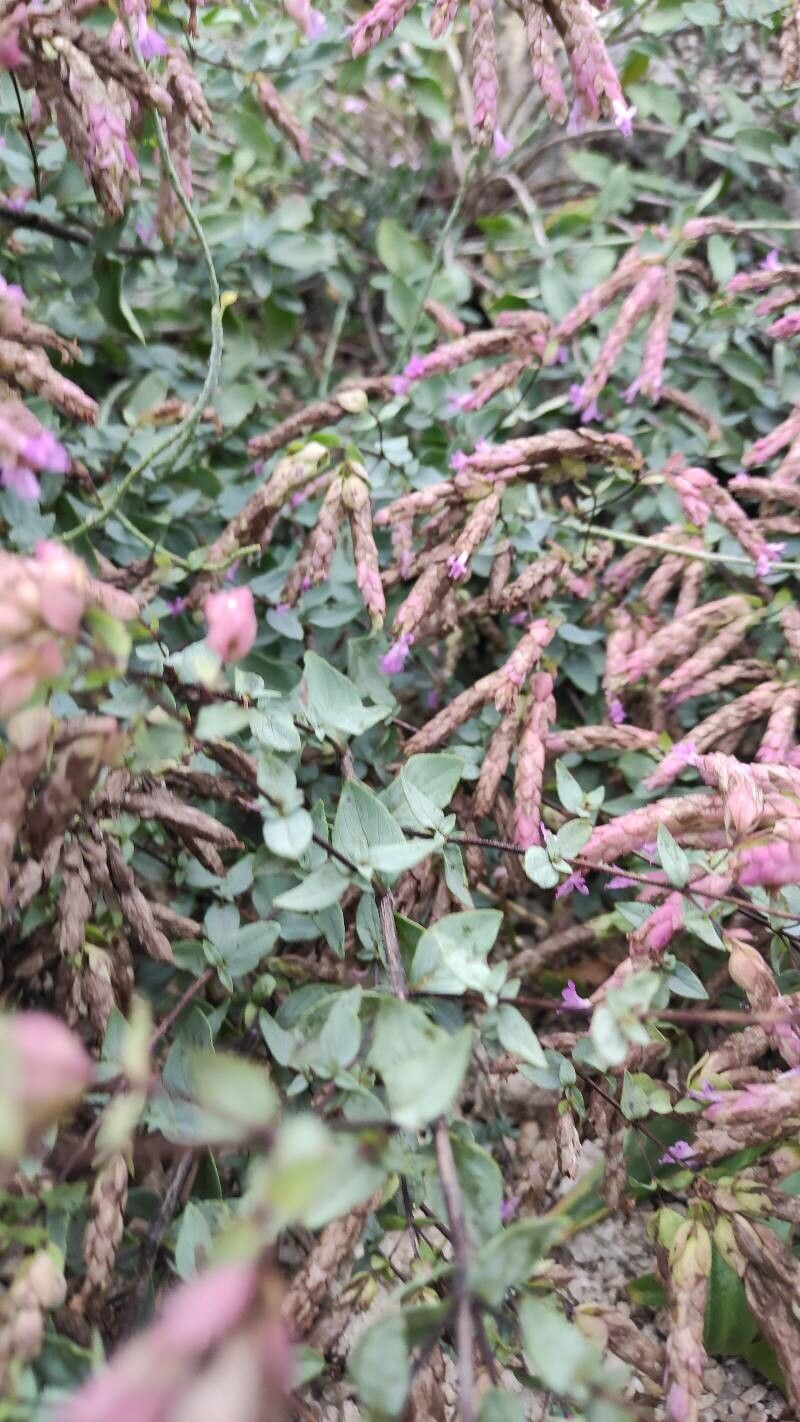 Origanum compactum