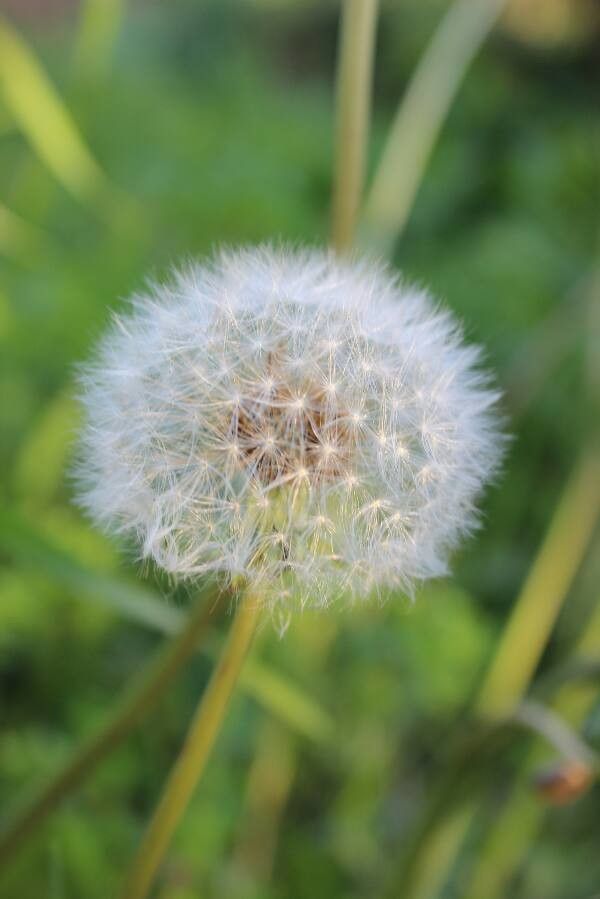 Agoseris grandiflora — houseplant care guide