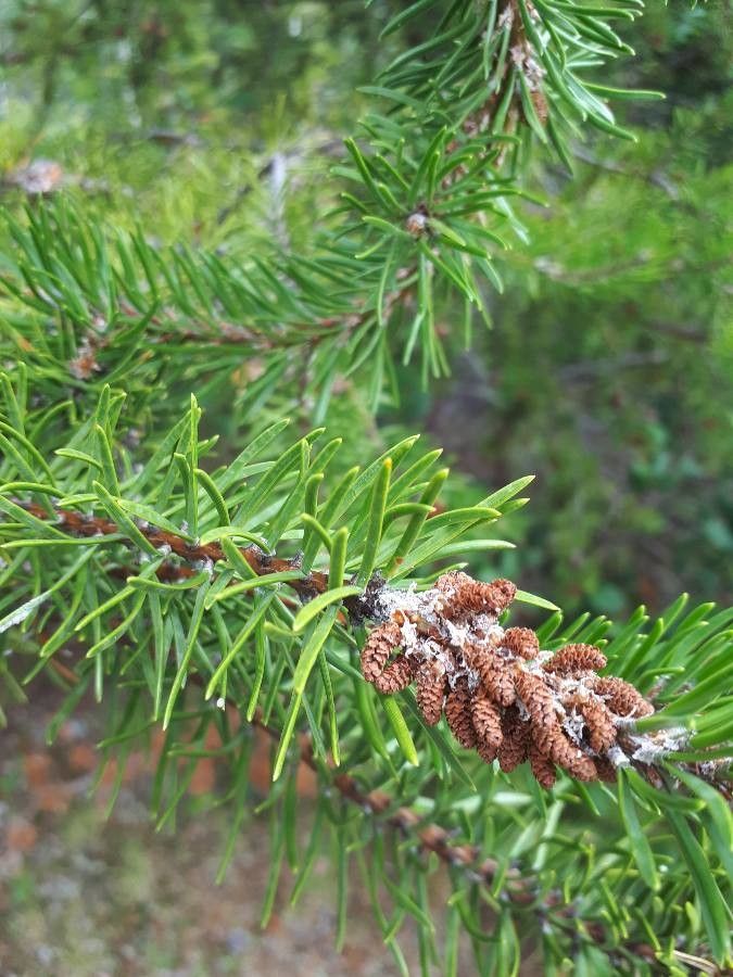 Pinus virginiana flower