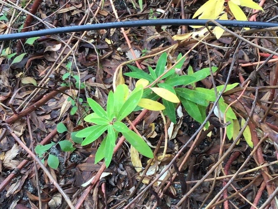 Euphorbia griffithii — search result for 'Bhutan'