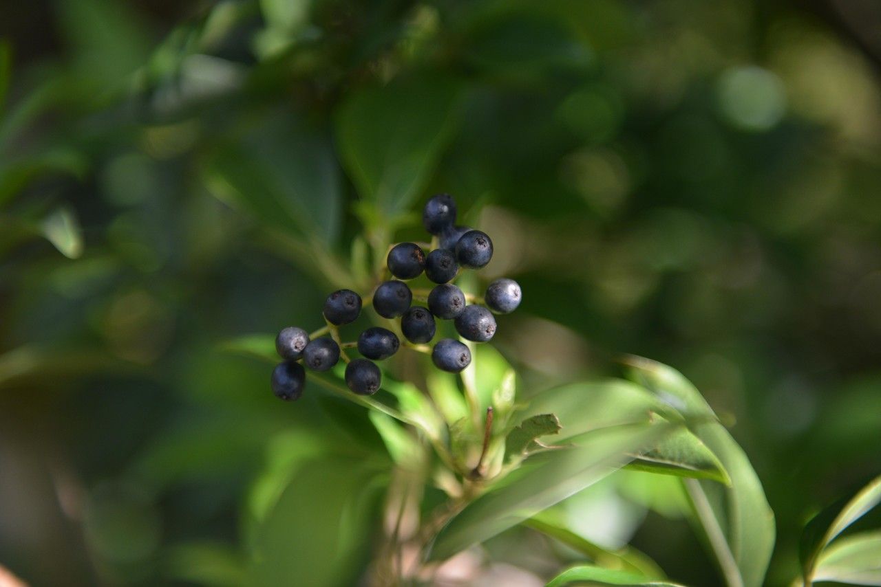Viburnum costaricanum flower