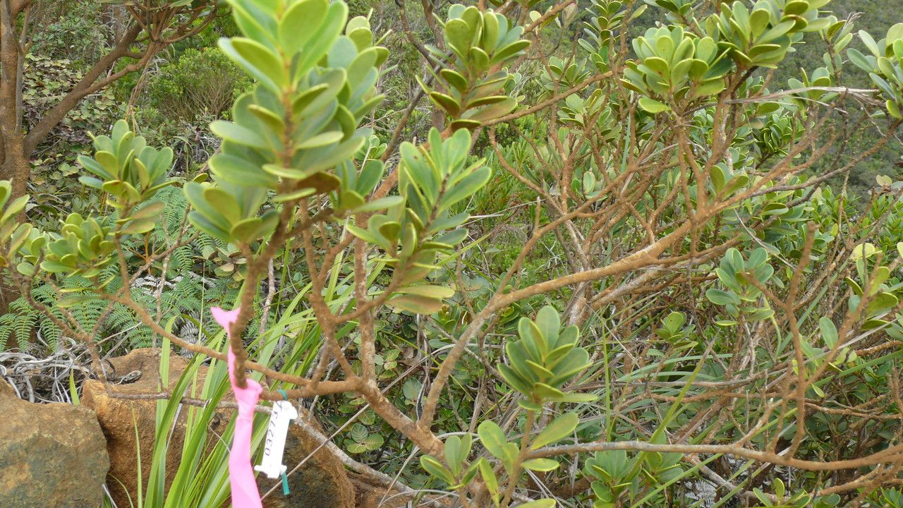 Xylosma inaequinervia — search result for 'Xylosma'
