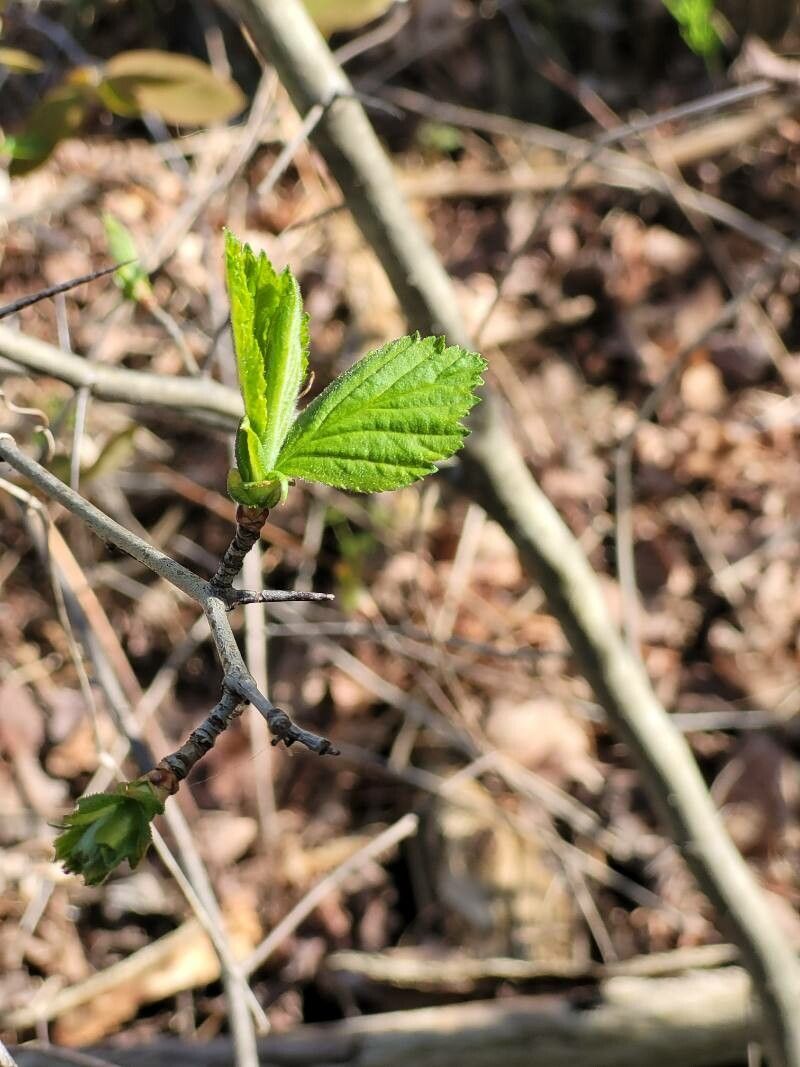 Crataegus punctata leaf