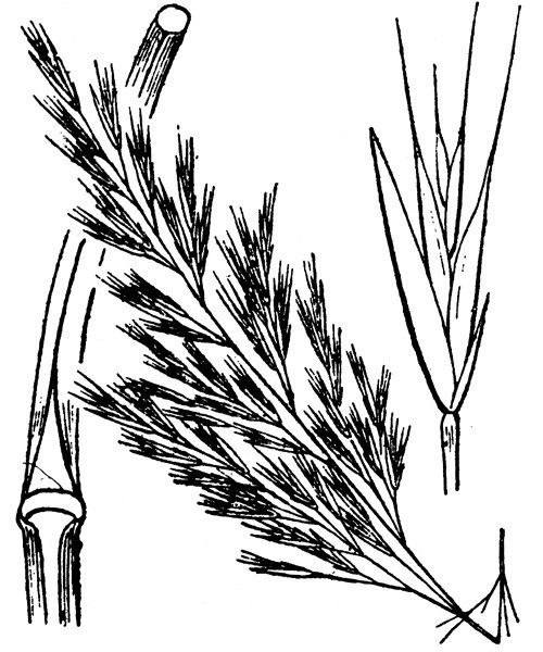 Vulpia sicula — search result for 'Vulpia'