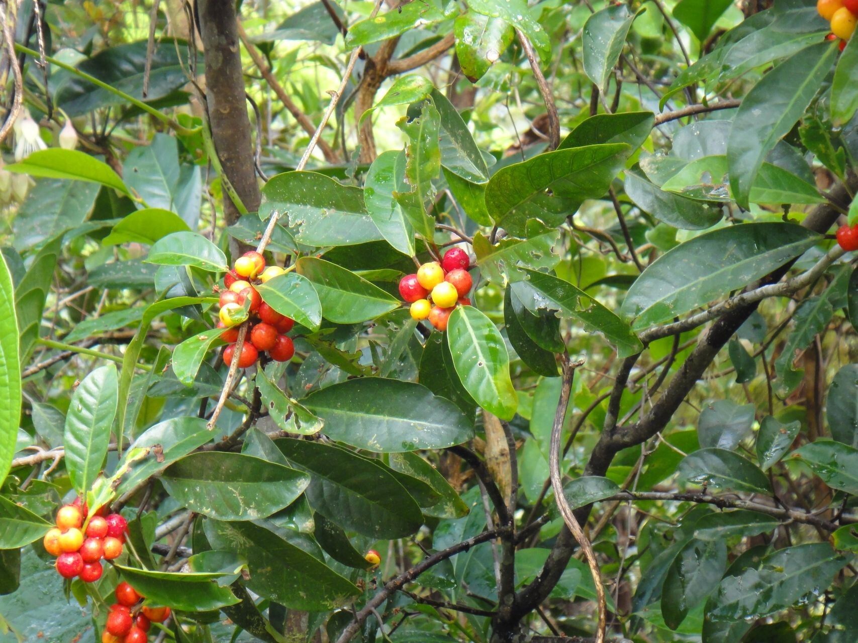 Ficus mutabilis habit