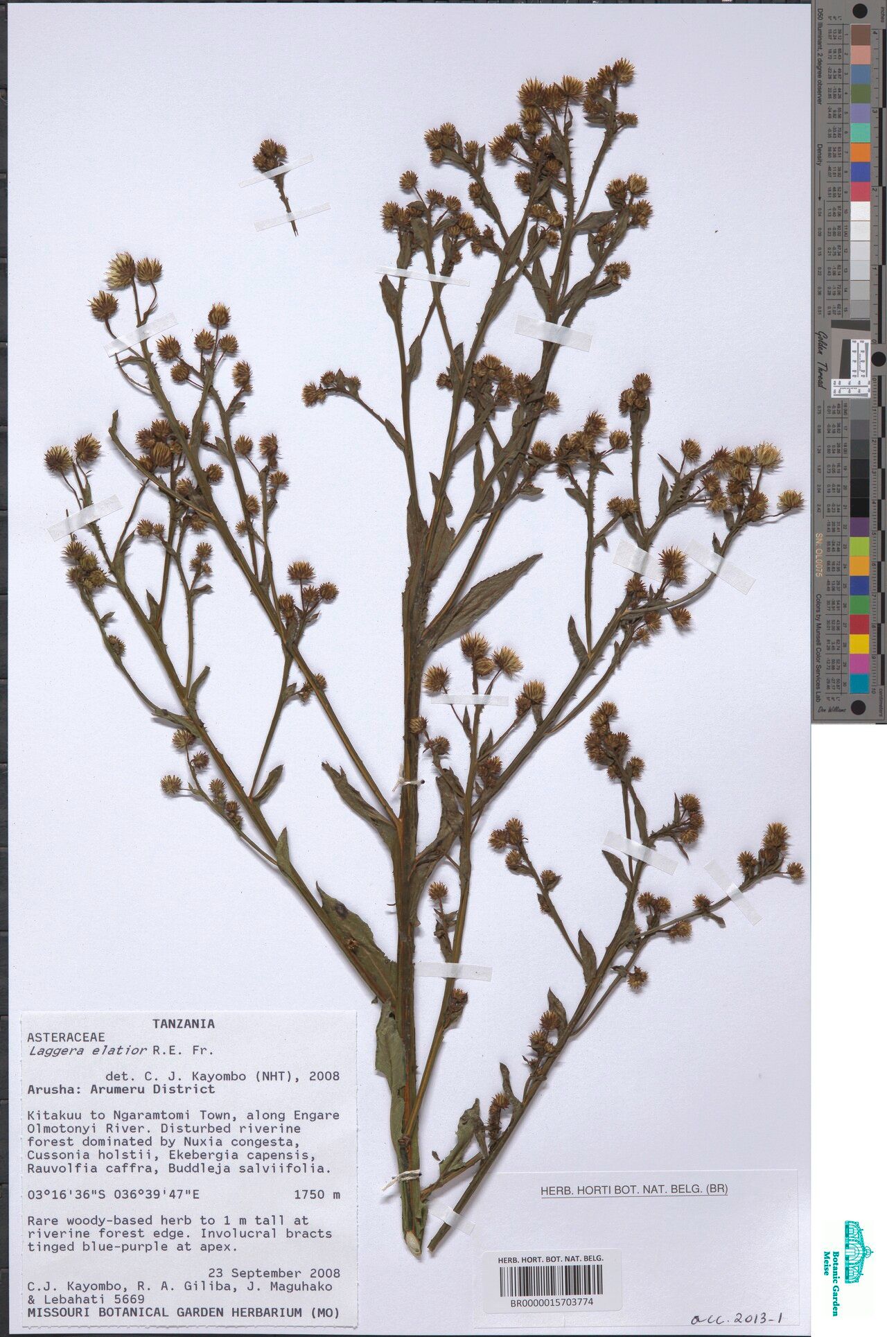 Laggera elatior — houseplant care guide