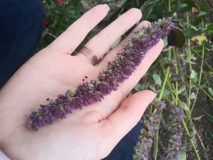 Agastache breviflora flower
