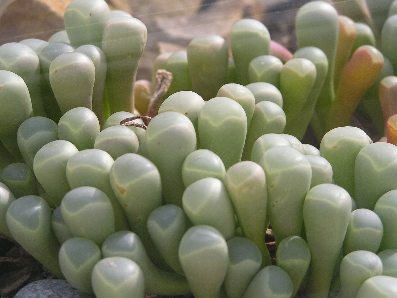 Fenestraria rhopalophylla bark