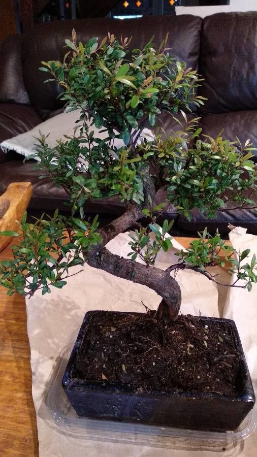 Syzygium buxifolioideum — houseplant care guide