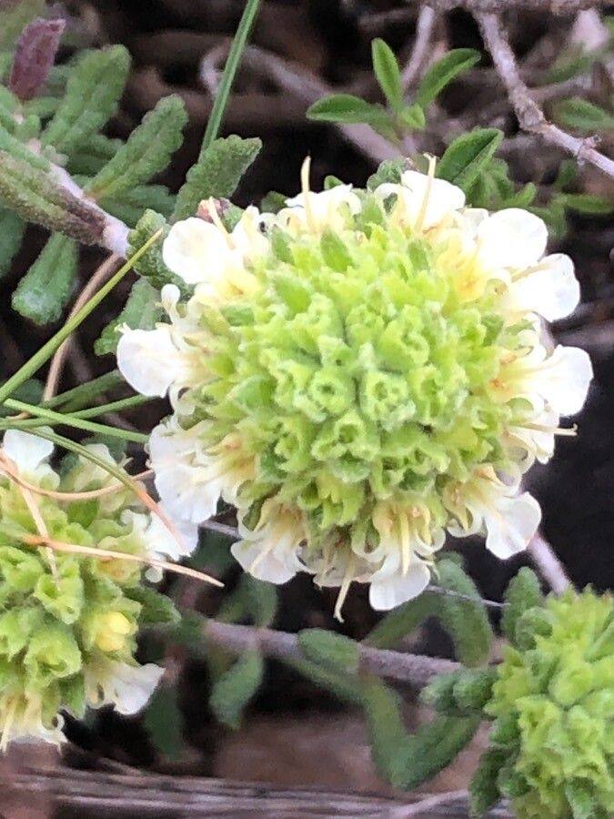 Teucrium carthaginense flower