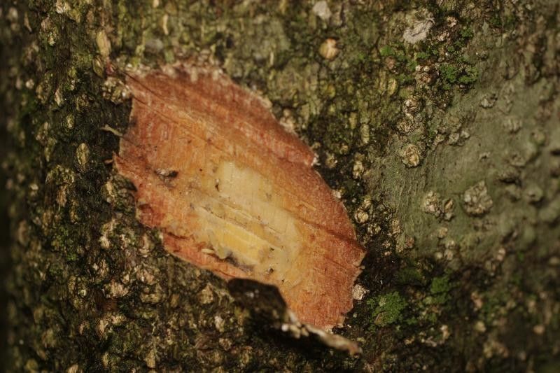 Parinari campestris other