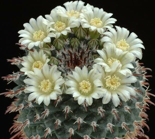 Cochemiea viridiflora — houseplant care guide