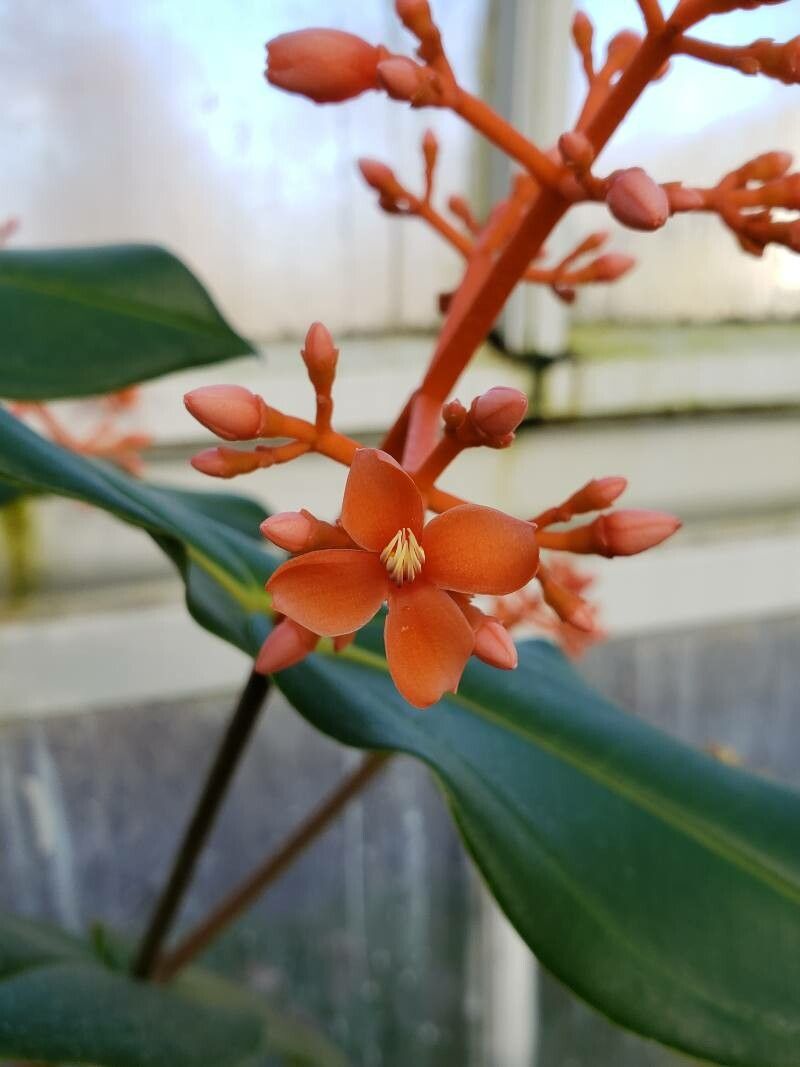Medinilla scortechinii flower