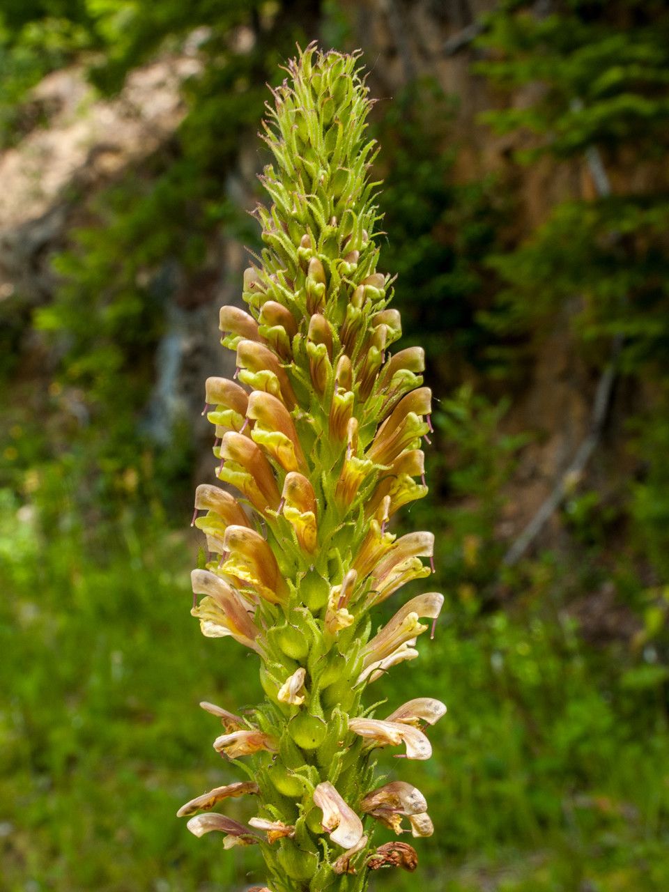 Pedicularis bracteosa flower