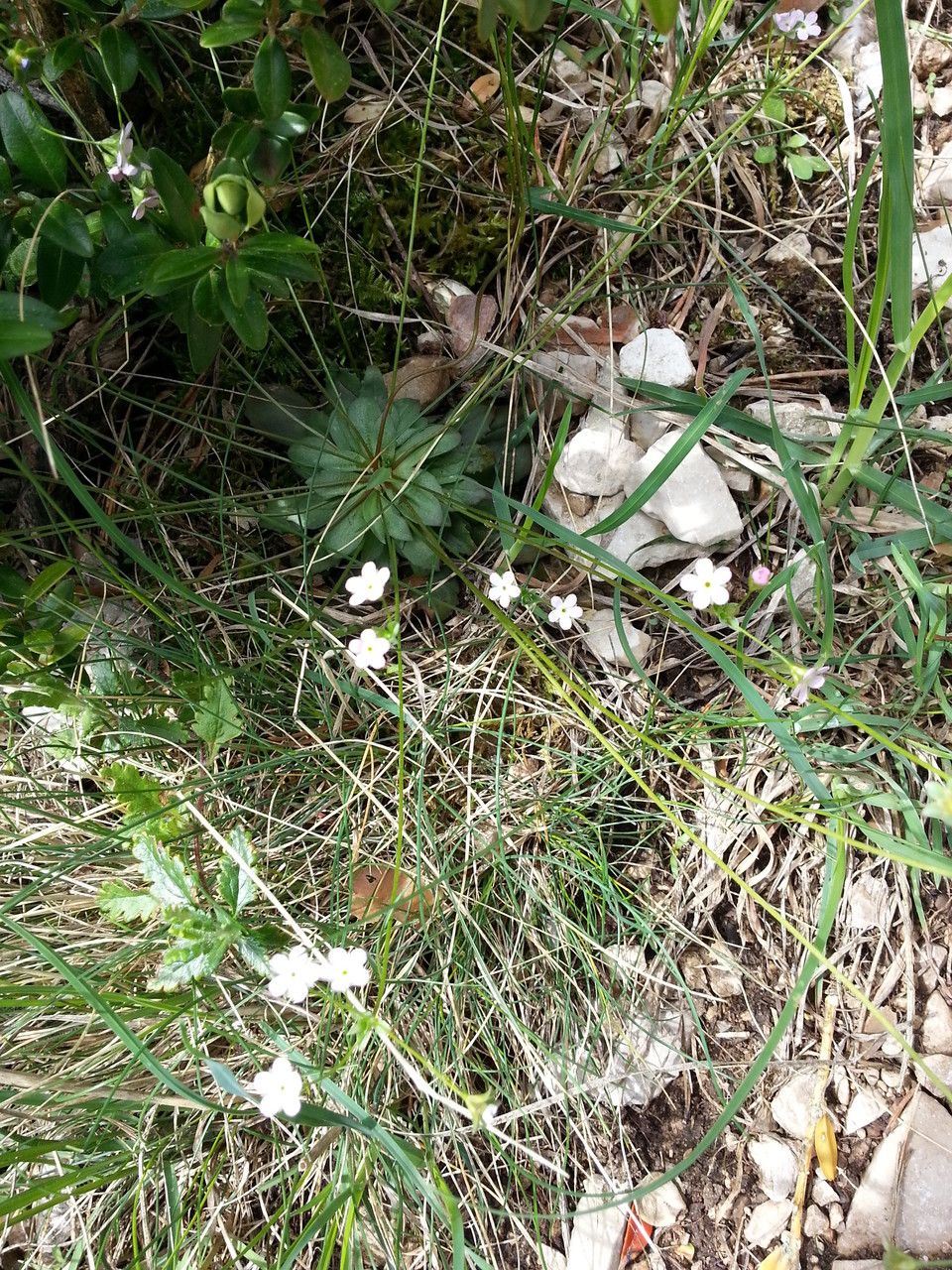 Androsace chaixii habit